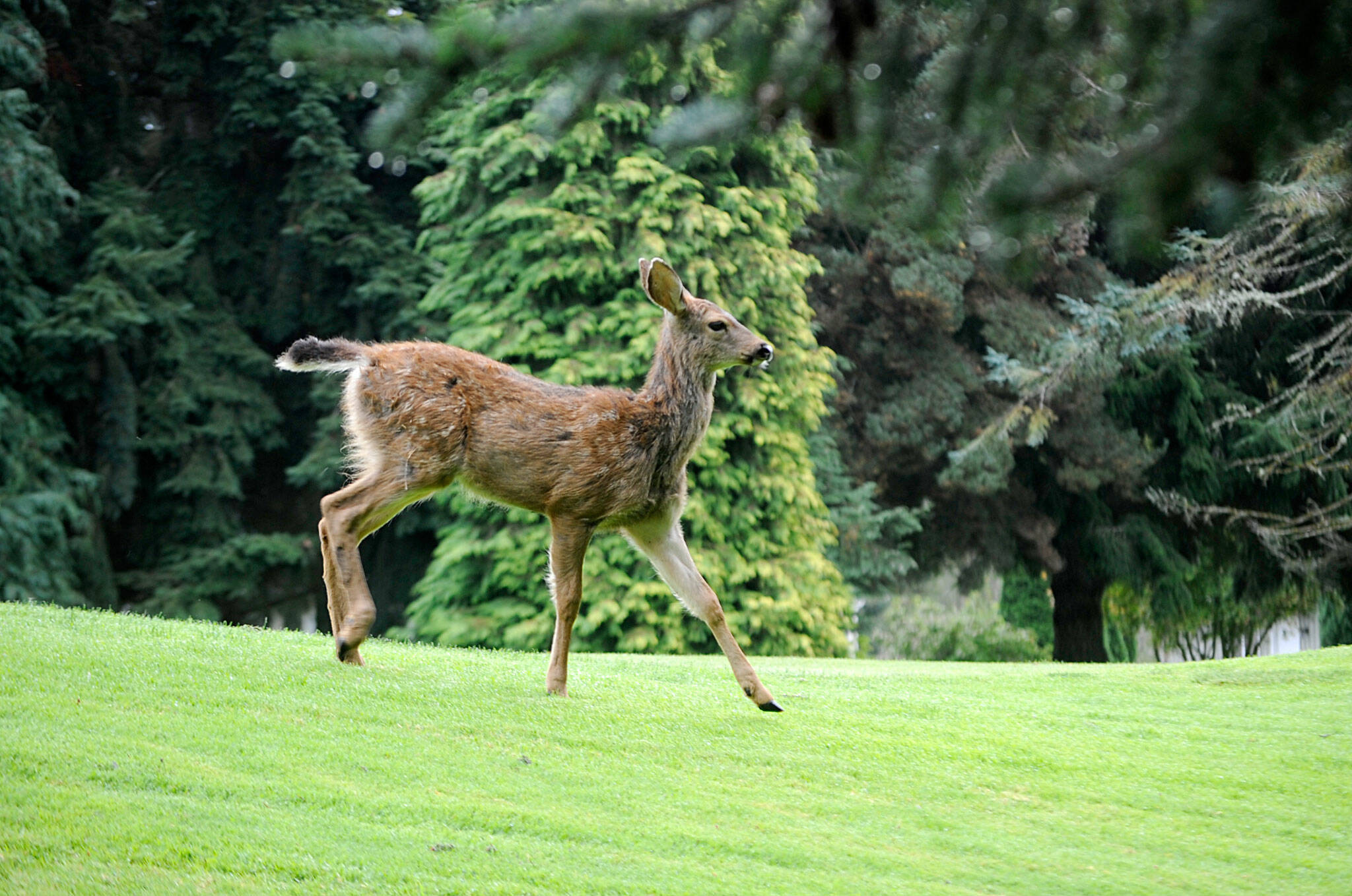 A survey of Sunland residents showed that they like the deer generally, but most homes have experienced damage to landscaping and/or gardens. Sequim Gazette photo by Matthew Nash