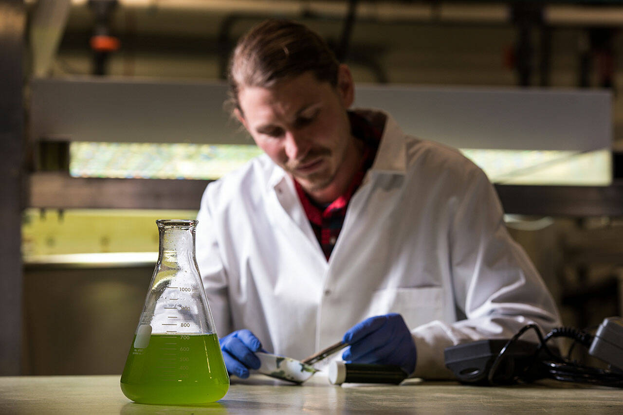 Biologist Scott Edmundson studies algae at the Pacific Northwest National Laboratory — Sequim campus. Researchers in Sequim analyzed the potential of algae’s antiviral potential. Photo by Andrea Starr/Pacific Northwest National Laboratory