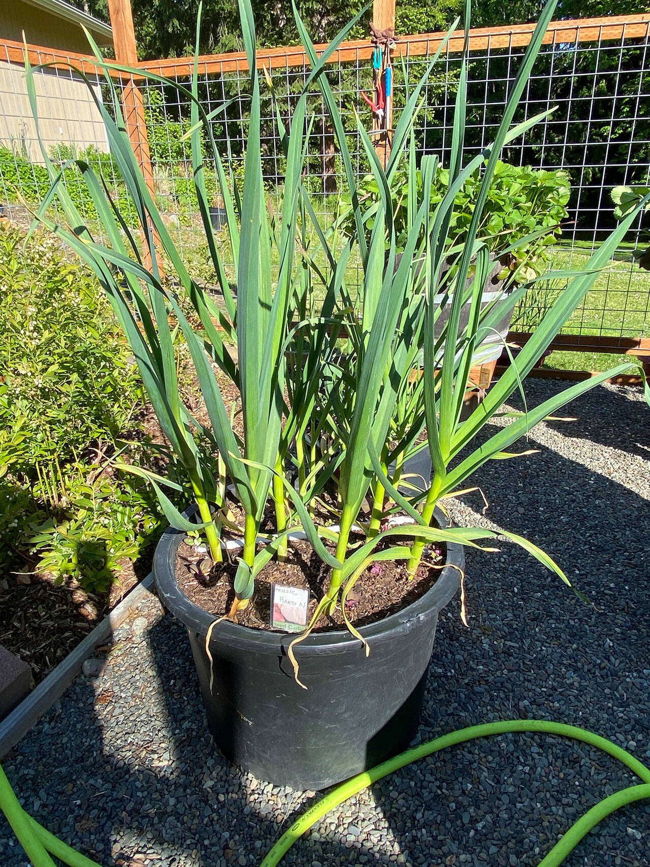 Fall is a great time to plant garlic in the ground or in containers, Master Gardeners say. Photo by Sandy Cortez