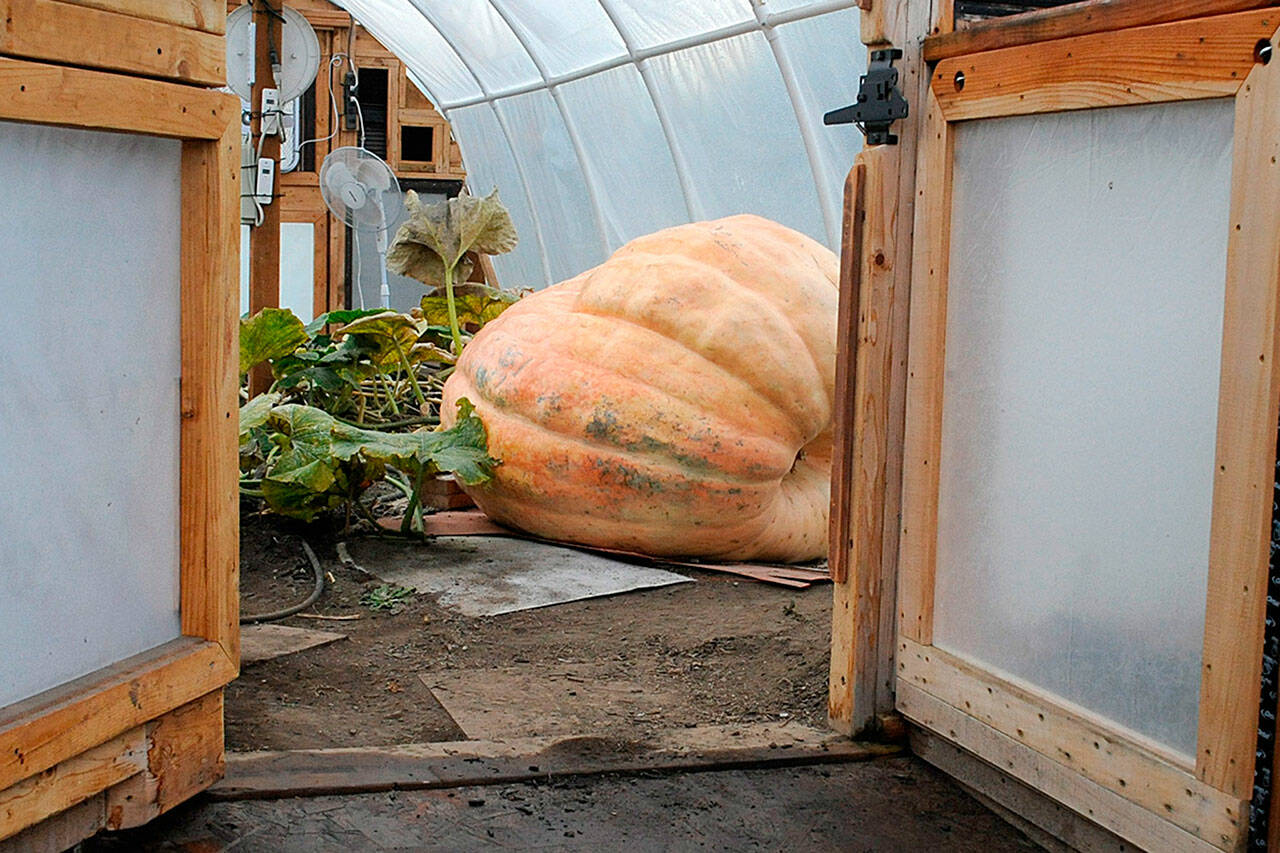 Locals can guess the weights of two giant pumpkins at JACE Real Estate, 761 N. Sequim Ave., from Oct. 28-Nov. 12 for a chance at prizes. A special drive-thru trick-or-treat event also runs Oct. 30-31. Sequim Gazette photo by Matthew Nash