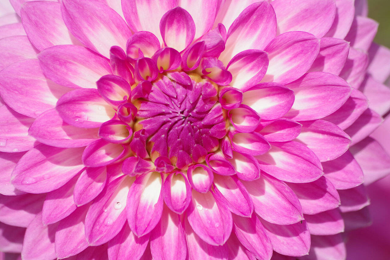 Learn more about dahlias at “Digging and Dividing Dahlias,” a work-to-learn party at the Sequim Botanical Garden at 9 a.m. on Saturday, Oct. 30. Photo by Leslie A. Wright