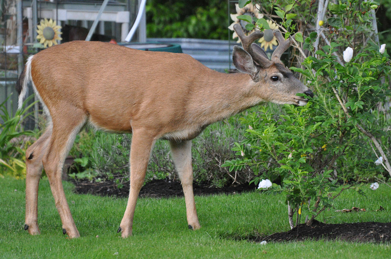 Learn how to mitigate damage by deer to gardens and landscapes from Washington Department of Fish and Wildlife’s Matt Blankenship and Shelly Ament during their Zoom lecture on Nov. 11. Photo courtesy of Washington Department of Fish and Wildlife