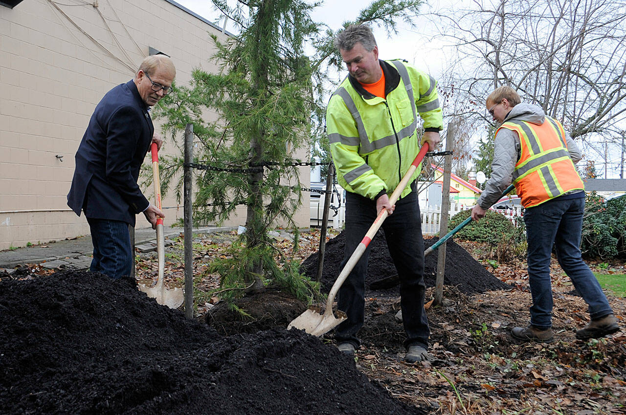 Sequim Mayor William Armacost and city parks workers Gary Butler and Thomas McCulloch, cover a Himalayan Cedar Tree with dirt on Nov. 19 for Sequim’s annual Arbor Day Celebration in Pioneer Memorial Park. Sequim Gazette photo by Matthew Nash