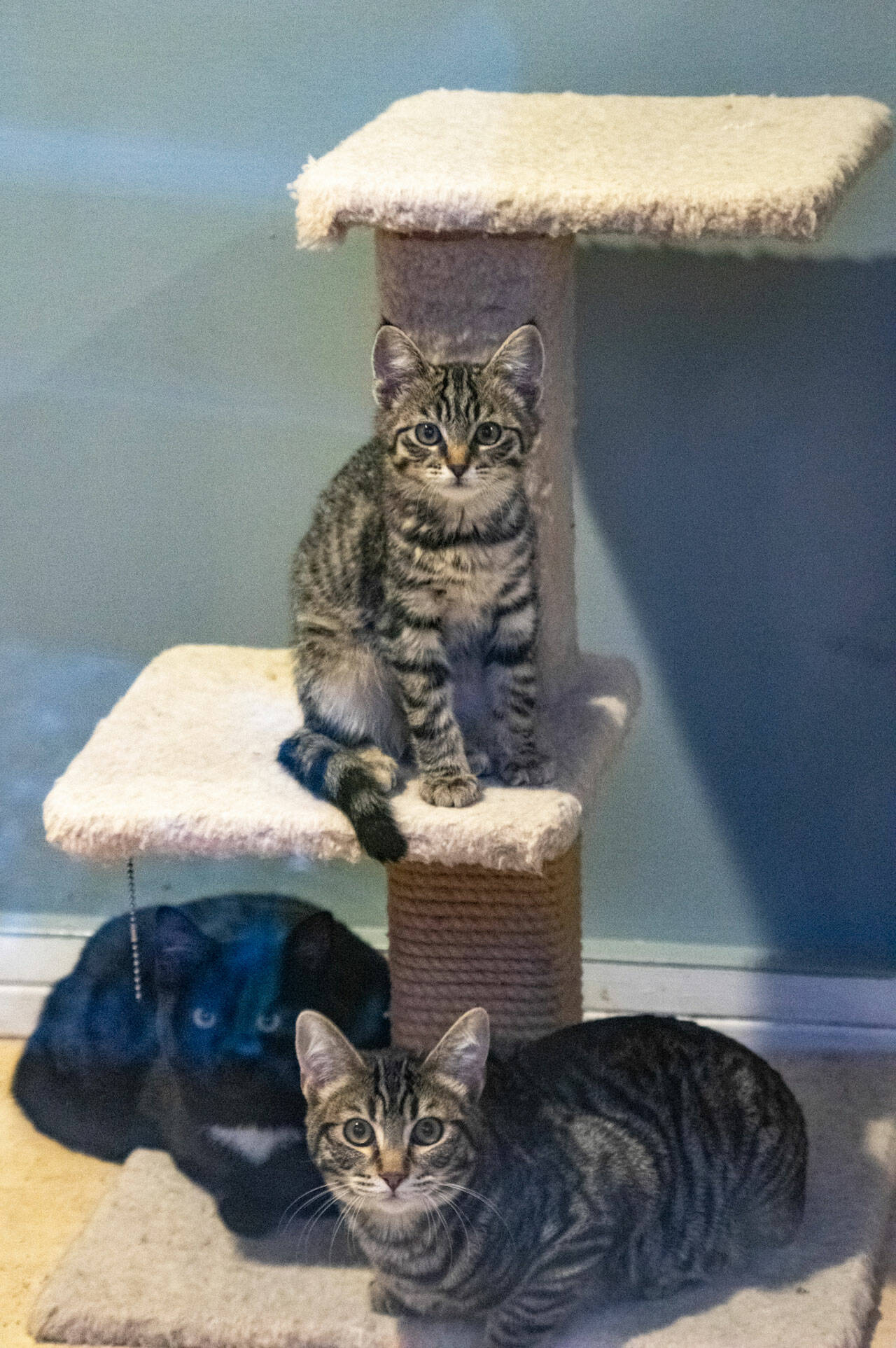 Cats at Olympic Peninsula Humane Society wait for their forever homes, or possibly, a foster home, as OPHS seeks more foster families in the community.