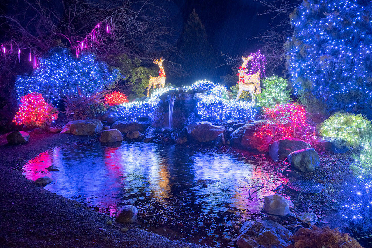 Holiday lights blanket Pioneer Memorial Park with light. Sequim Gazette photo by Emily Matthiessen