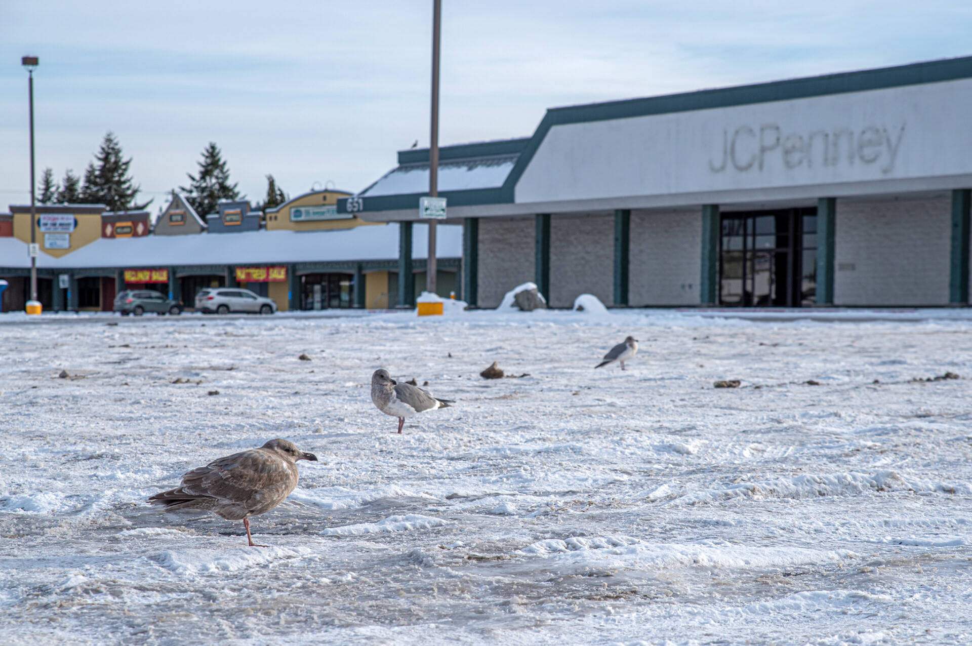 Seagulls poke around the parking lot at the former JCPenney site at Sequim Village Center last week. Photo by Emily Matthiessen