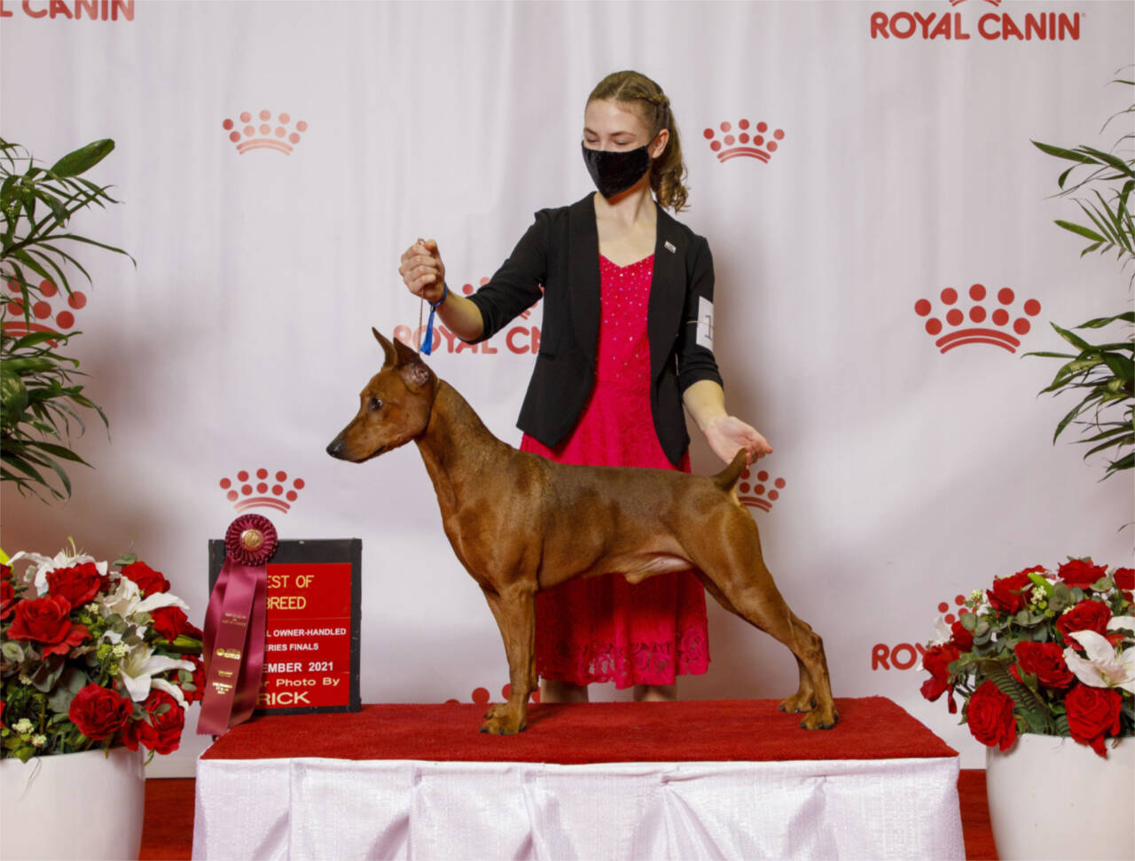 Submitted photo
Hurricane Ridge Kennel Club member Faerin Tait, 14, of Port Angeles and her German pinscher, Rookie, compete in the national owner-handled series and the junior handling finals last month in Orlando, Fla.