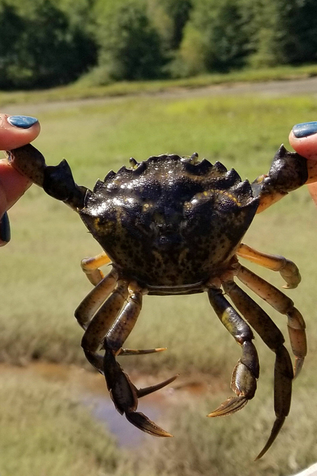 Photo courtesy Neil Harrington
A new emergency order by Gov. Jay Inslee could lead to more funding for trapping European green crab in Western Washington. In Blyn, 16 green crab were trapped in Sequim Bay after years with a few to none found.