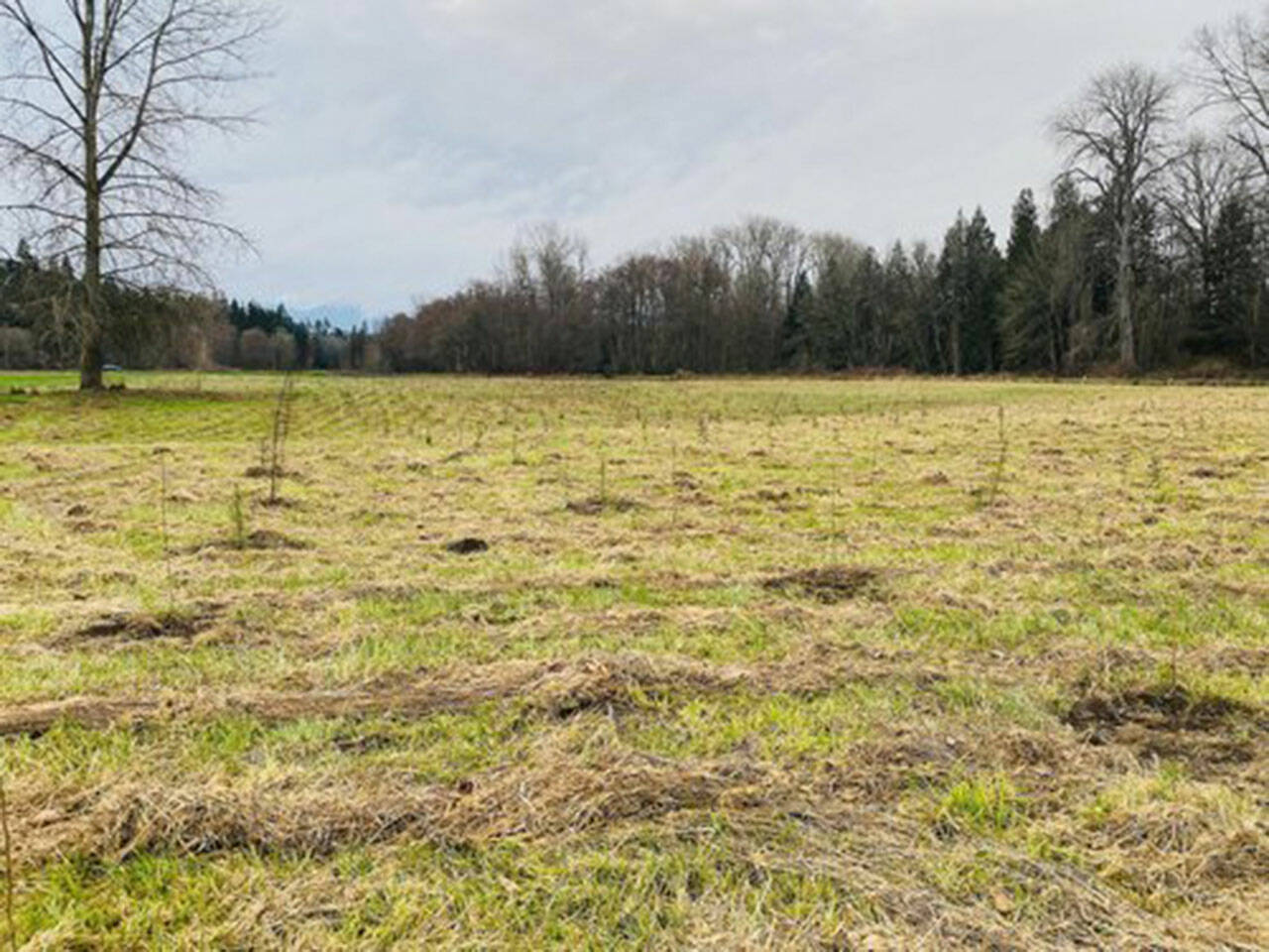 Volunteers are sought to help plant and install plant protectors along the Dungeness River — helping to restore a portion of a 52-acre of floodplain that will soon be reconnected to the Dungeness River following setback of a levee. Photo courtesy of Clallam Conservation District