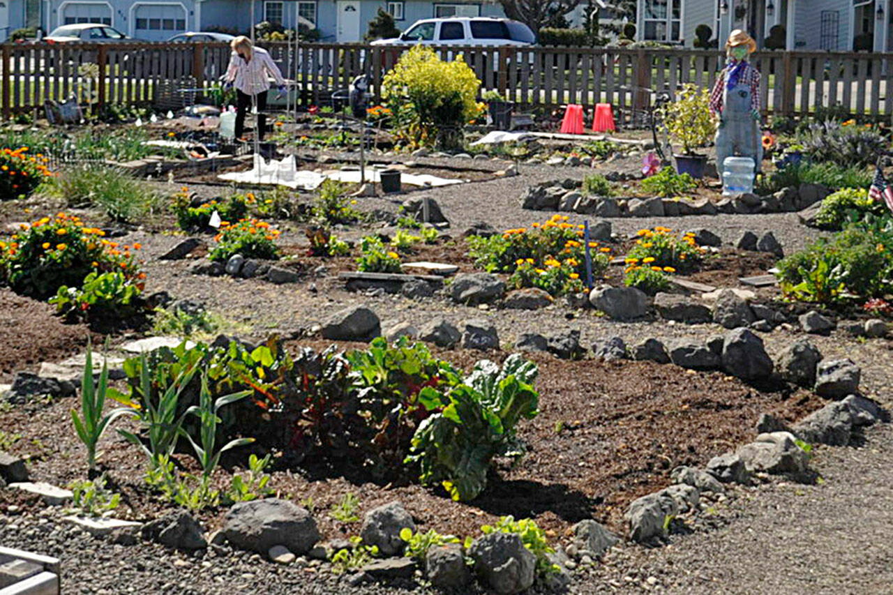 Some spaces are available in the Community Organic Gardens of Sequim (COGS) on Fir Street. Those interested, can contact Liz Harper at 360-477-4881.