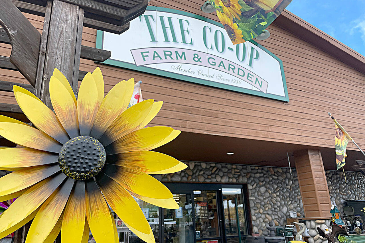 Sequim Gazette photo by Matthew Nash/ The Co-Op Farm and Garden’s staff report that the long-time cooperative agribusiness plans to be up-to-date with patronage dividends by 2026. This year, they plan to pay customer equity from 2000-2004.