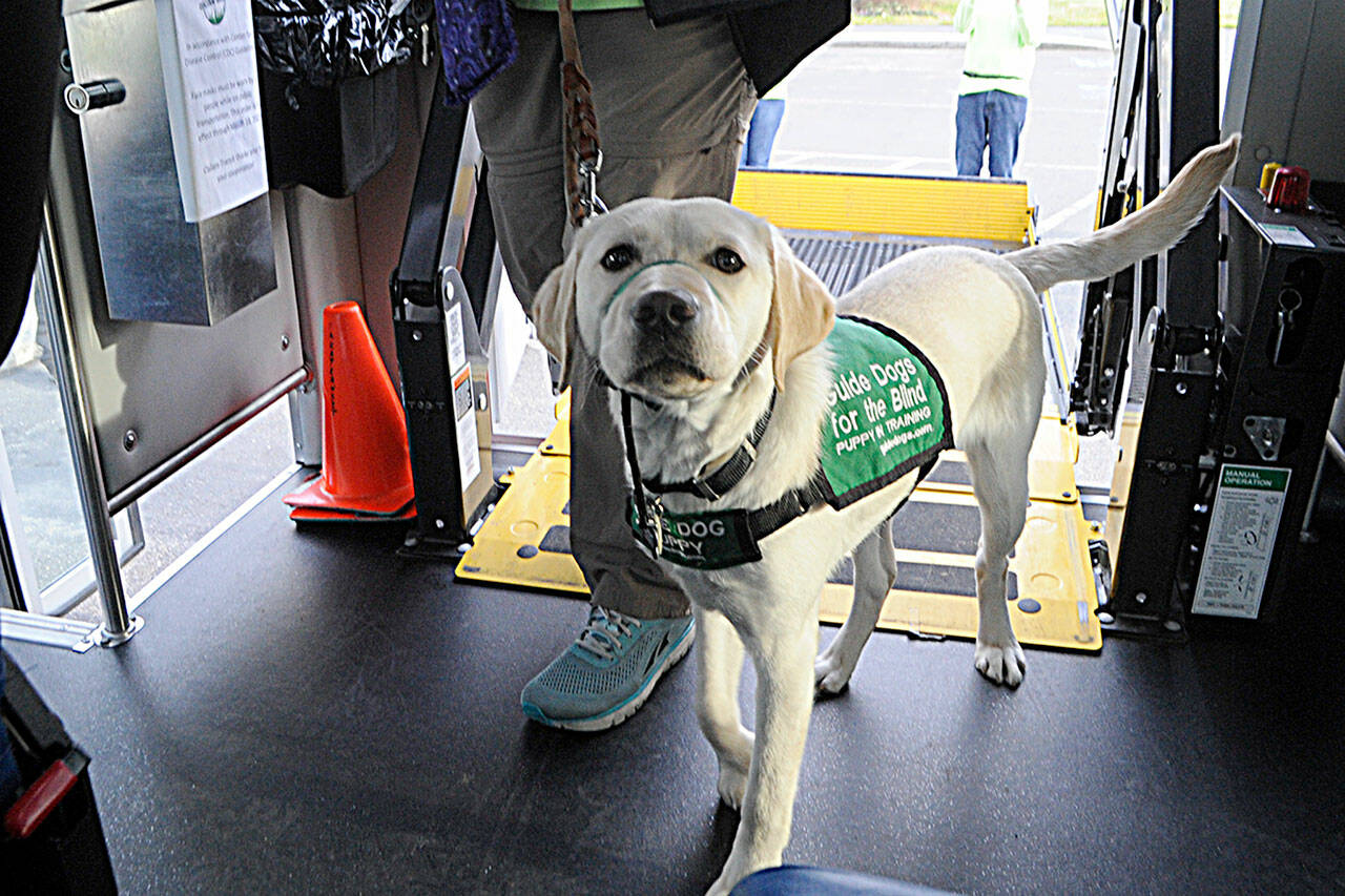 Sequim Gazette photo by Matthew Nash/ Babs, a 7-month-old lab in training for Guide Dogs for the Blind, makes her first trek up a Paratransit bus ramp with her raiser Karen Tyson.