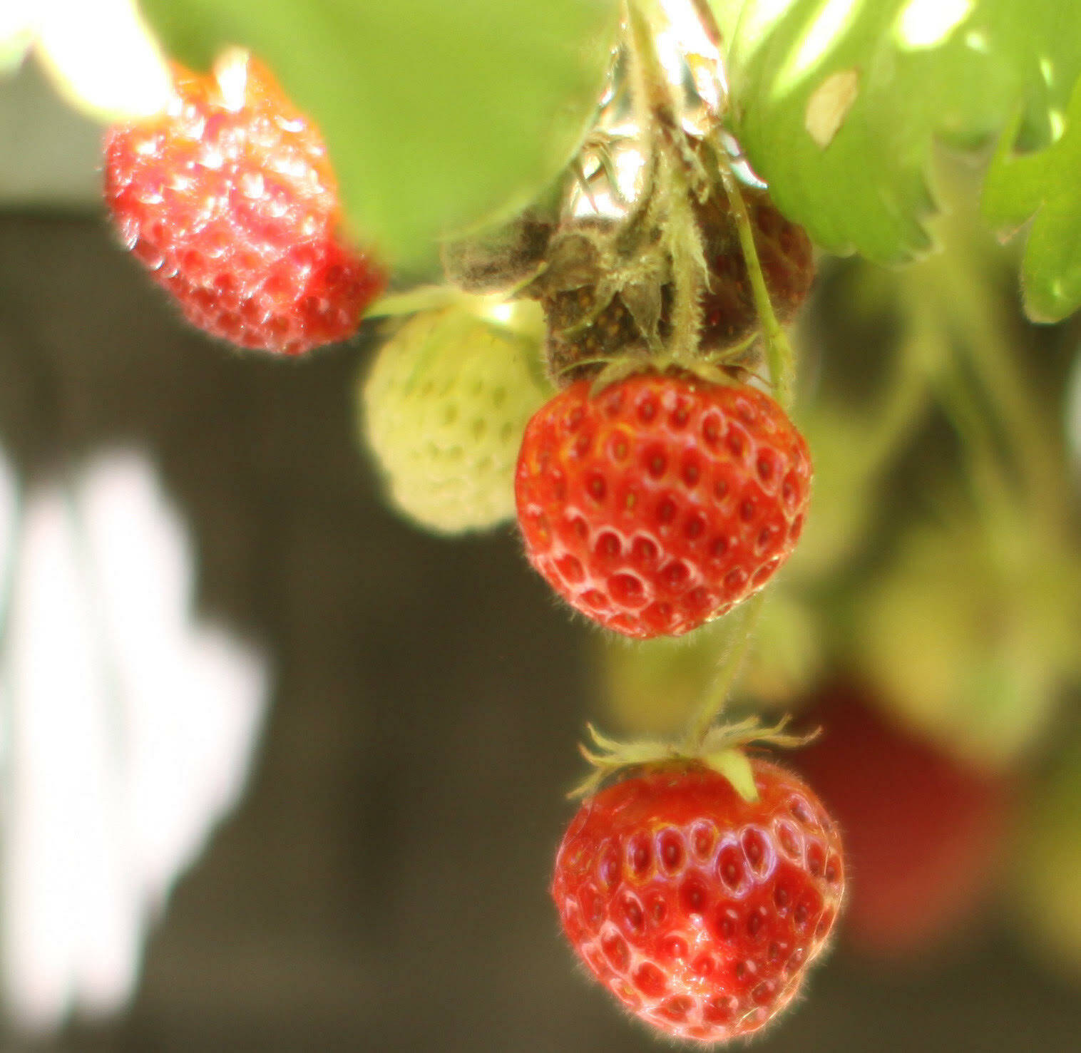 Photo BY SANDY CORTEZ
After a planting year, June-bearing strawberries produce well for about three to five years.