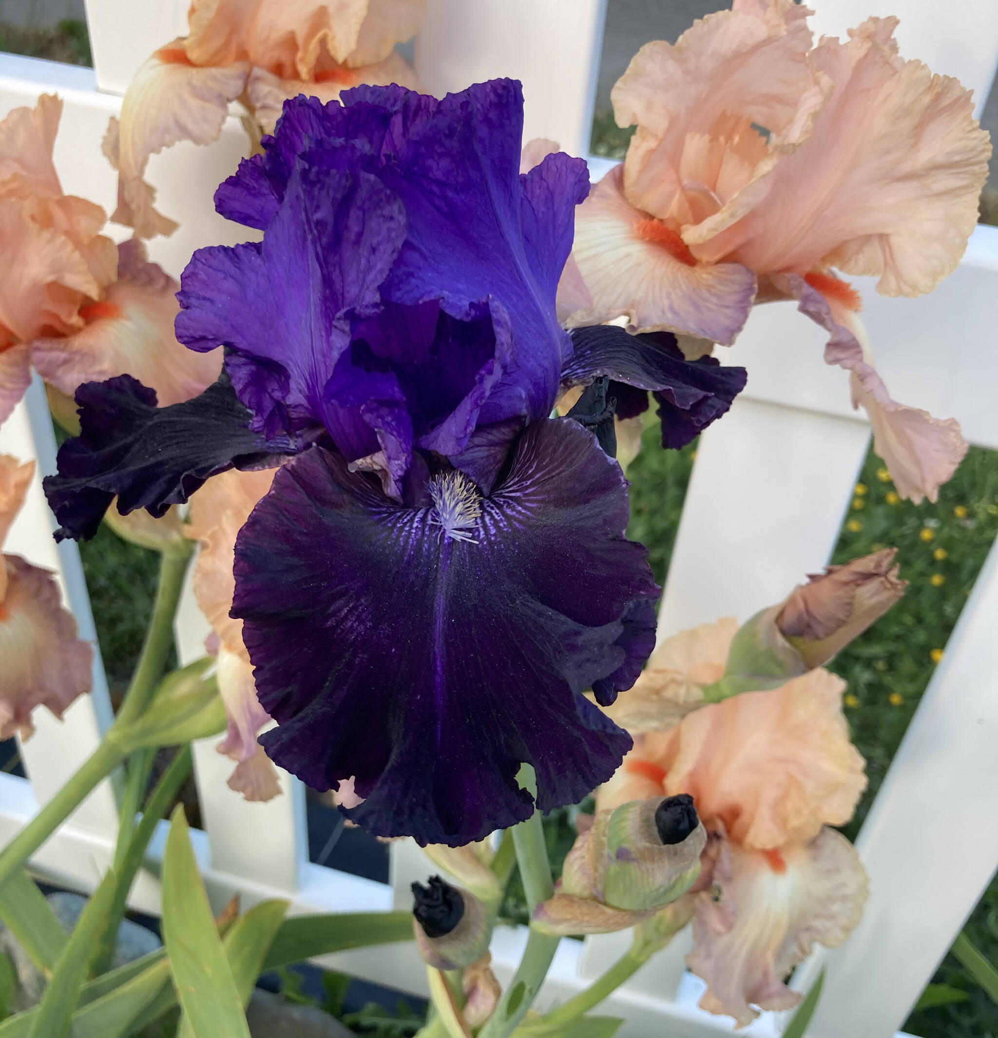 Join iris expert Ross “Rusty” BeVier for the Clallam County Master Gardeners’ Green Thumb Gardening Tips Zoom presentation, “Types of Iris and Their Propagation” on May 12. Photo by Ross BeVier