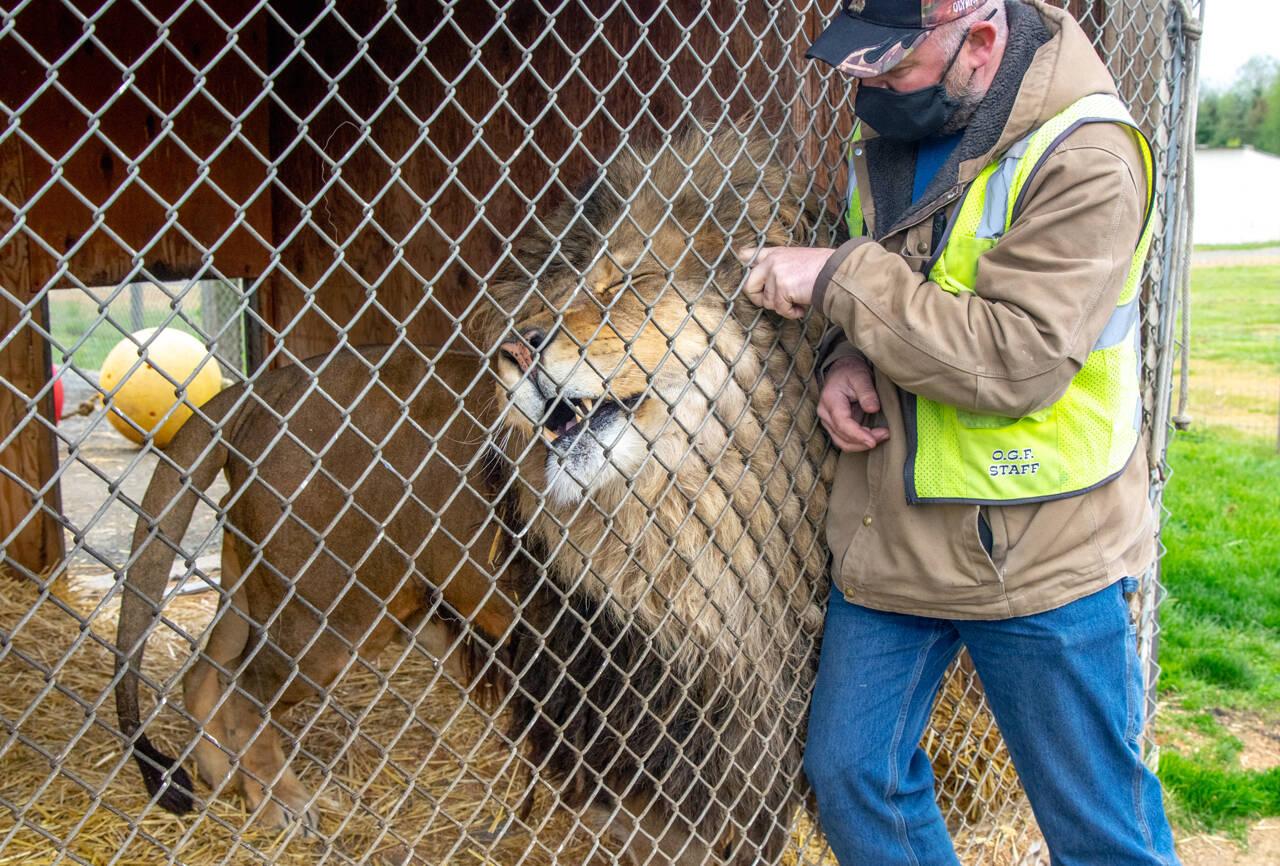 Sampson the lion enjoys a scratch from Robert Beebee, president of the Sequim Game Farm. Sampson is eight years old and loves watching people and observing their activities, according to Beebee. Sequim Gazette photos by Emily Matthiessen
