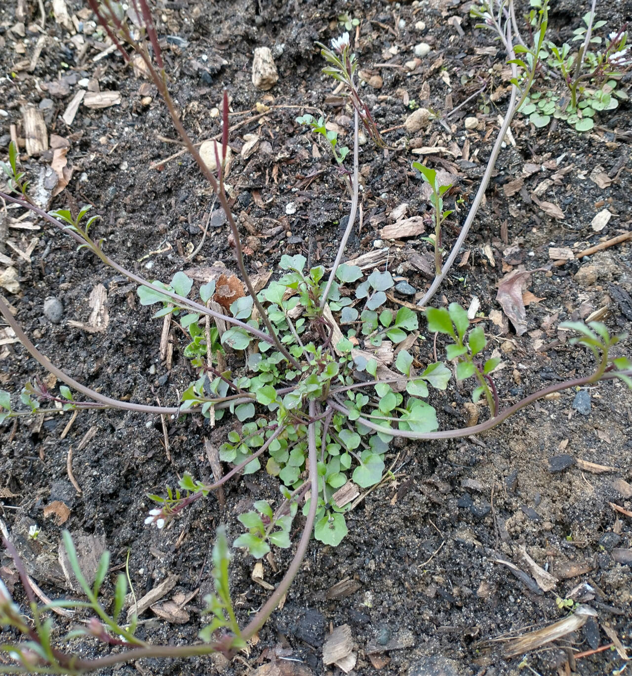 Submitted photo
Hotweed has delicate, compound leaves that grow in a small, flattened rosette (photo). It produces small white flowers that bloom in spring and produce seedpods.