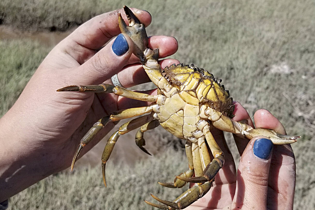 Photo courtesy Neil Harrington
In 2021, Jamestown S’Klallam Tribe staff and department of Fish and Wildlife caught 16 invasive European green crab in Sequim Bay with plans to place up to 1,000 traps this year in Blyn.