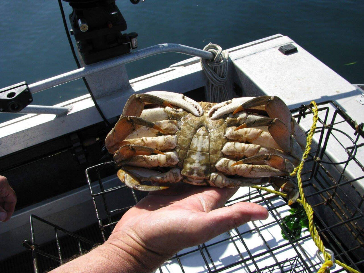 Submitted photo
Dave Croonquist, Bob Keck and Ken Townsend — members of the Puget Sound Anglers-North Olympic Peninsula Chapter, will talk about crabbing in our area waters at the club’s general meeting on Wednesday, June 15, at the Sequim Elks Lodge.