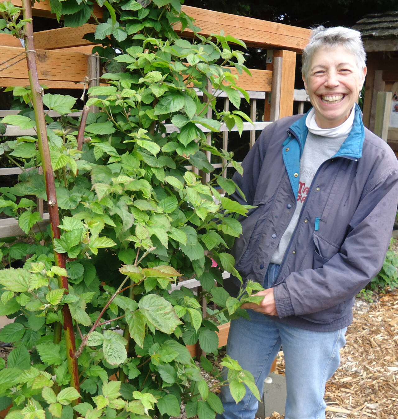 Submitted photo
Clallam County Master Gardener Jeanette Stehr-Green will teach local gardeners about selecting, planting, and caring for raspberries and blackberries from 10:30 a.m.-noon on Saturday, June 18, at the Master Gardener Demonstration Garden at 2711 Woodcock Road, in Sequim.