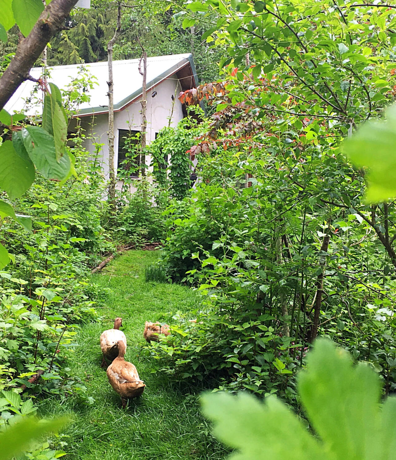 Photo by Karen Teig/Master Gardener Foundation of Clallam County
“A Permaculture Garden” is the fifth stop on the 2022 Petals & Pathways tour, featuring six Port Angels-area gardens.