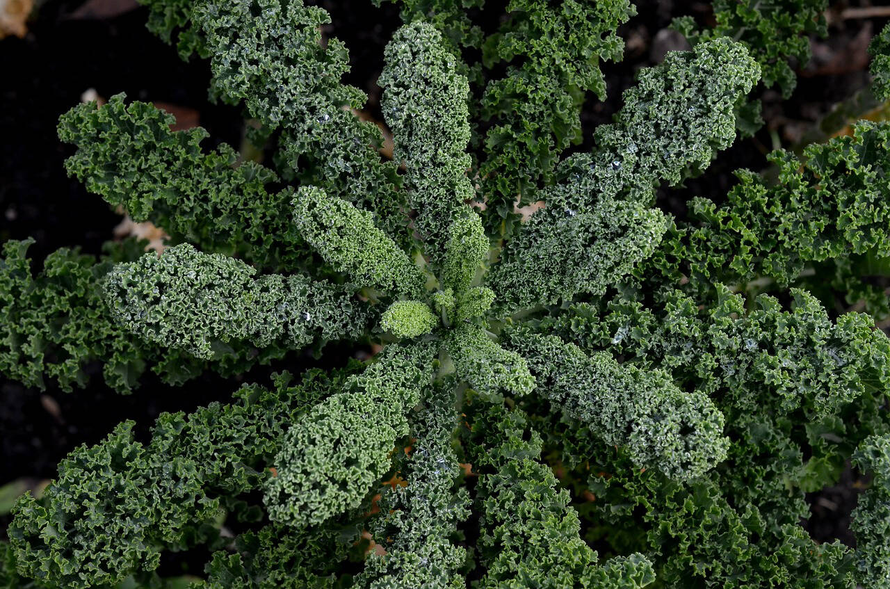 Submitted photo
Kale comes in shades of green, blue-green, pink and purple with both curly- and flat-leafed varieties. The three most commonly grown are curly kale (pictured here), lacinato kale and red Russian kale.