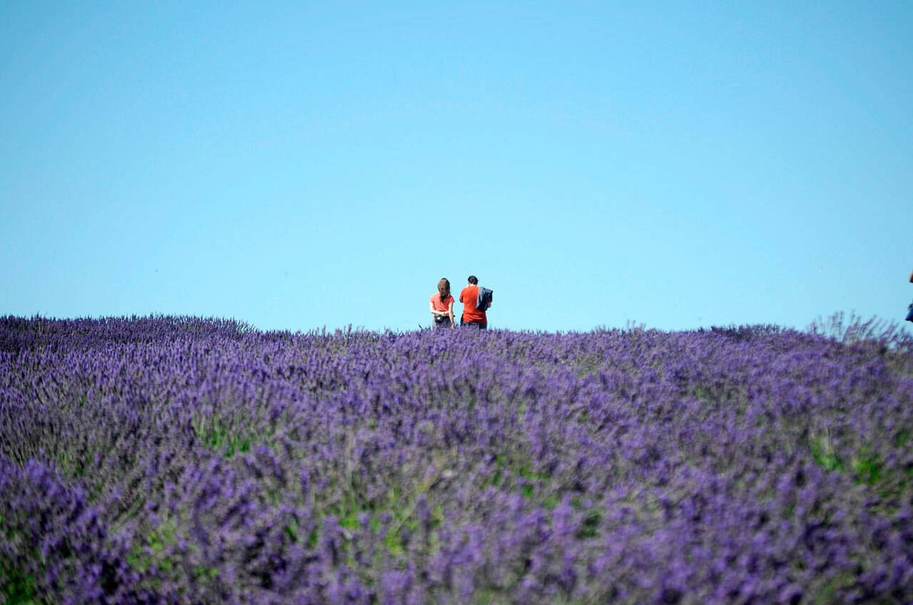 Sequim Gazette file photo by Matthew Nash
A couple stands atop the lavender at Graysmarsh Farm during Sequim Lavender Weekend in 2021.