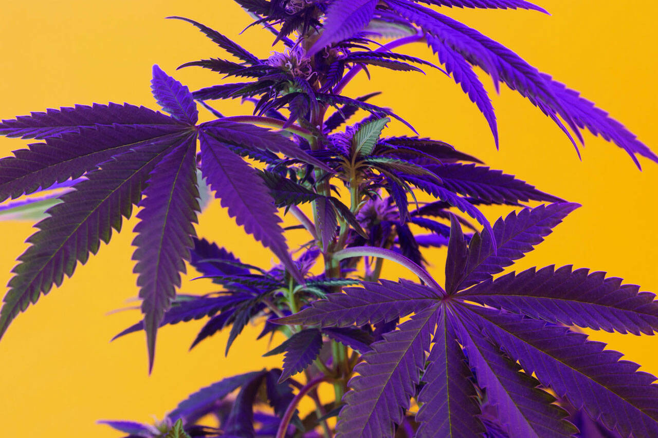 CBD Benefits: The Potential Uses for CBD Oil Supplementation CBD Benefits: The Potential Uses for CBD Oil Supplementation