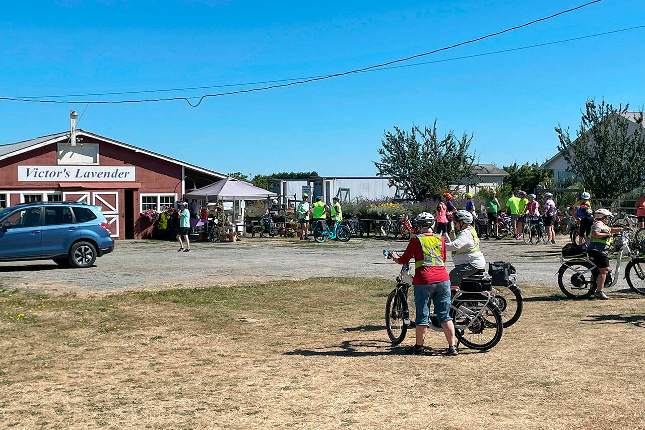 Sequim Gazette photo by Matthew Nash/ Riders with the Tour de Lavender traveled to eight lavender farms on Aug. 6, including Victor’s Lavender Farm along Old Olympic Highway.