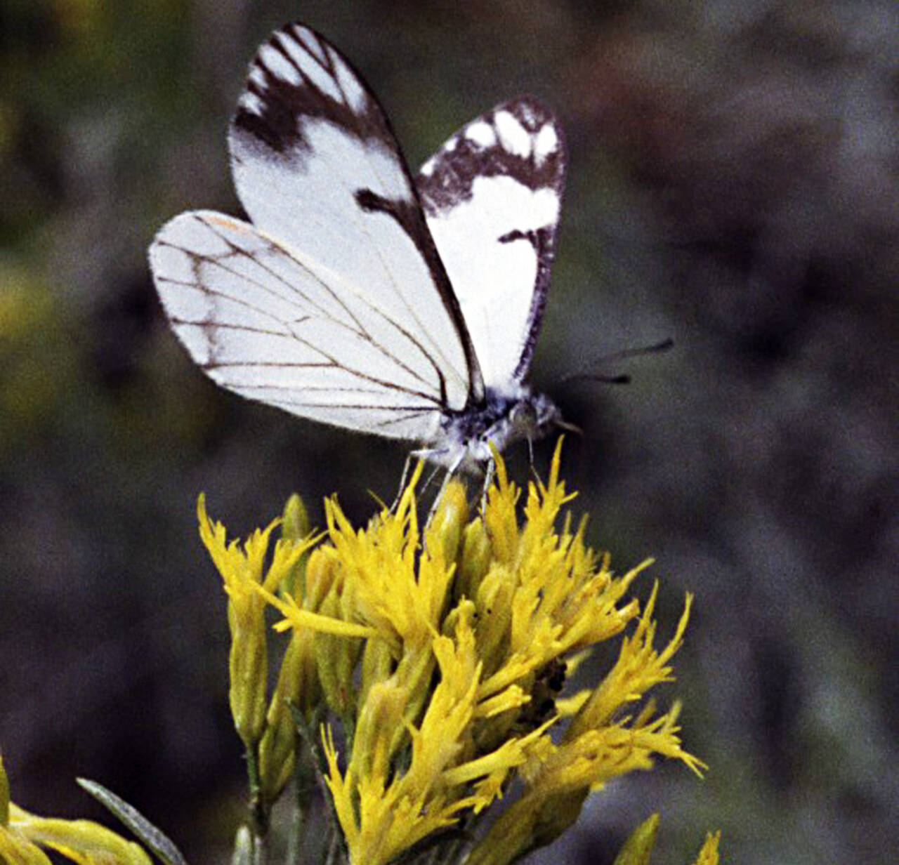 Photo by Terry Spivey, USDA Forest Service (Bugwood.org)
Attract butterflies like this white pine butterfly to your home garden using certain native plants.