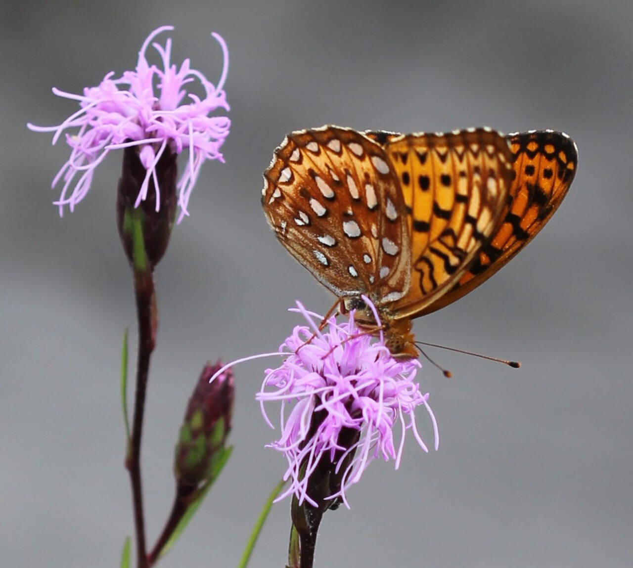 Photo by Rob Routledge, Sault College (Bugwood.org)
Attract butterflies like this fritillary butterfly to your home garden using certain native plants.