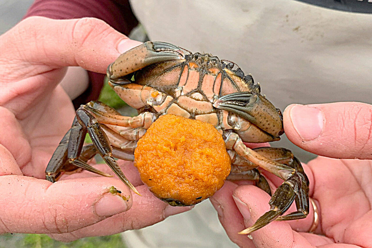 Photo by Tiffany Straza/ This pregnant female European green crab caught in May by Makah Fisheries Management team in the Wa’atch River is the first tribal staff have caught since trapping started in 2017.