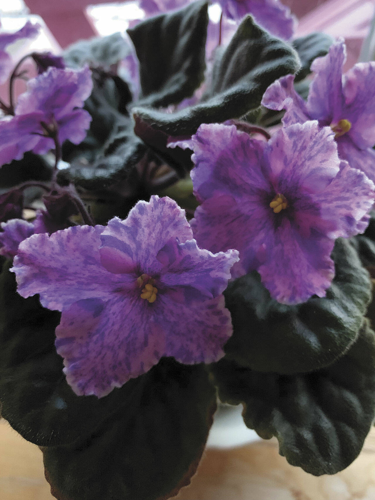 Photo by Rosemary Fitzpatrick
African violets are the topic of discussion at 10 a.m. at the Sequim Prairie Garden Club’s meeting on Oct. 3. The public is invited.