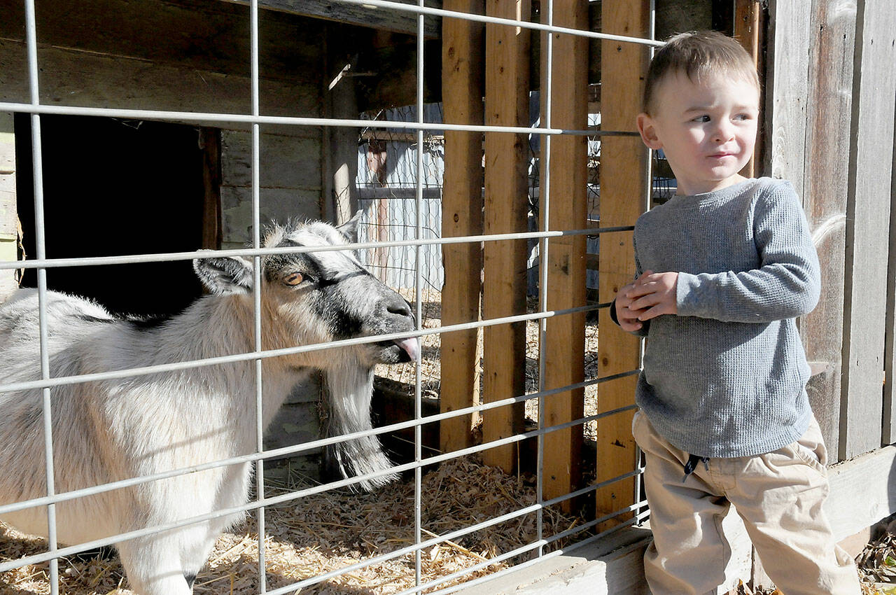 Keith Thorpe/Olympic Peninsula News Group 
Adam Cowan, 1 1/2, of Sequim, show a hint of trepidation while getting to know a goat named Trixie that resides at Agnew Grocery in October. The goat is one of several farm animals kept on the property of the grocery and feed store.