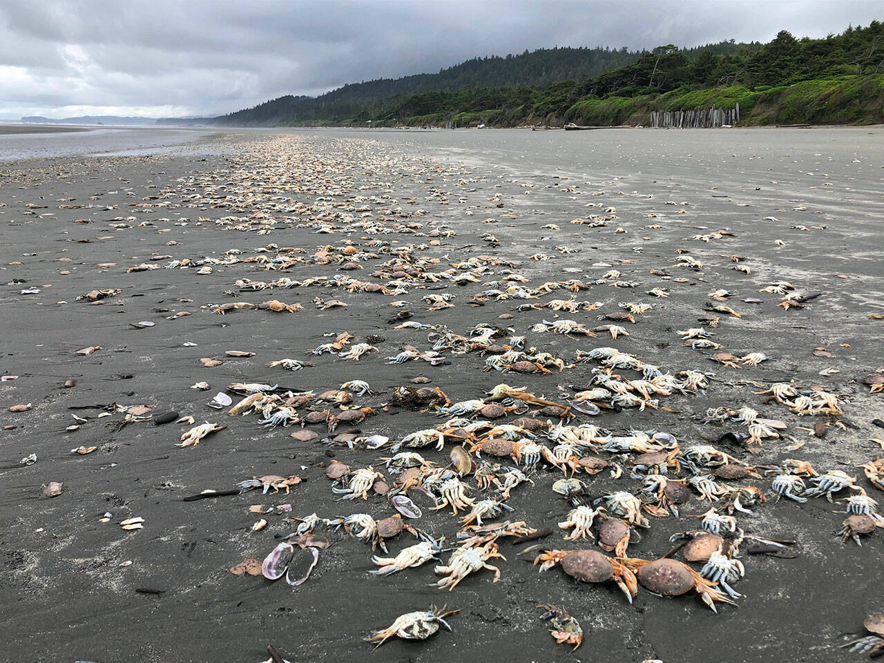Jenny Waddell/National Oceanic and Atmospheric Administration, Olympic Coast National Marine Sanctuary
Massive die-offs of Dungeness crab have been documented off the Pacific Northwest Coast. Once dead, the aquatic crabs often wash up on beaches, such as the ones photographed on Kalaloch Beach on June 14, 2022.
