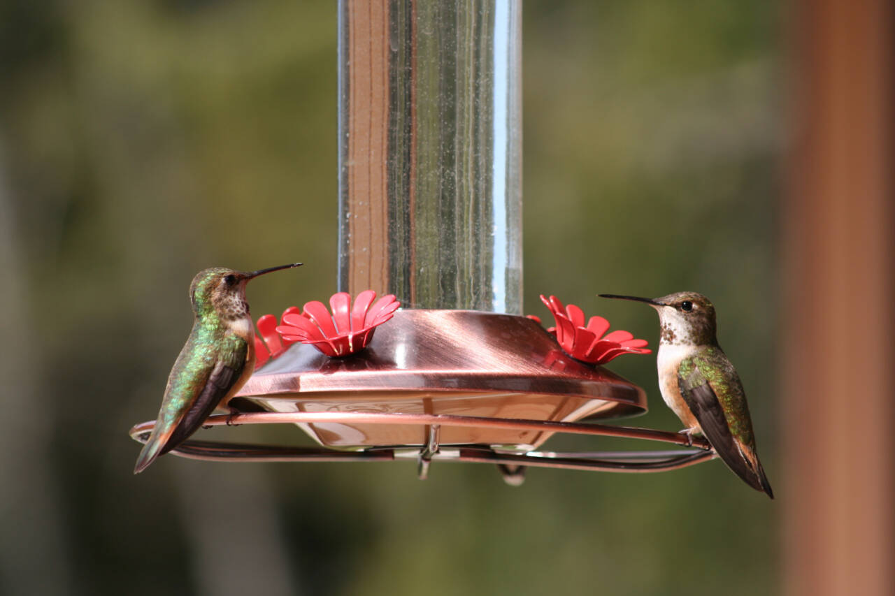 Photo by Dow Lambert / Shirley Anderson and Ken Wiersema lead the next Backyard Birding series, hosted by the Olympic Peninsula Audubon Society, on Saturday Dec. 3. Anderson and Wiersema will present “Birds — The Inside Story.” Pictured here are Roufus hummingbirds on a feeder.