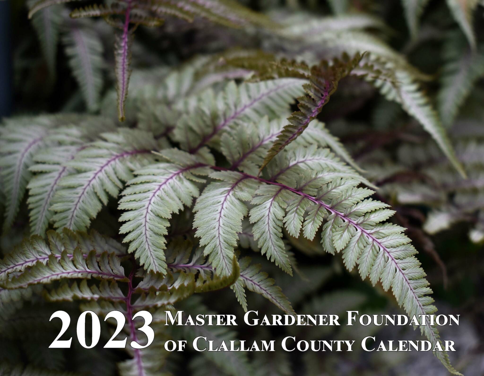 Submitted photo / The 2023 Master Gardener Foundation of Clallam County calendar is available for purchase, online, by mail and at two Port Angeles locations. The calendar features a cover photo of a Japanese fern by Amanda Rosenberg.