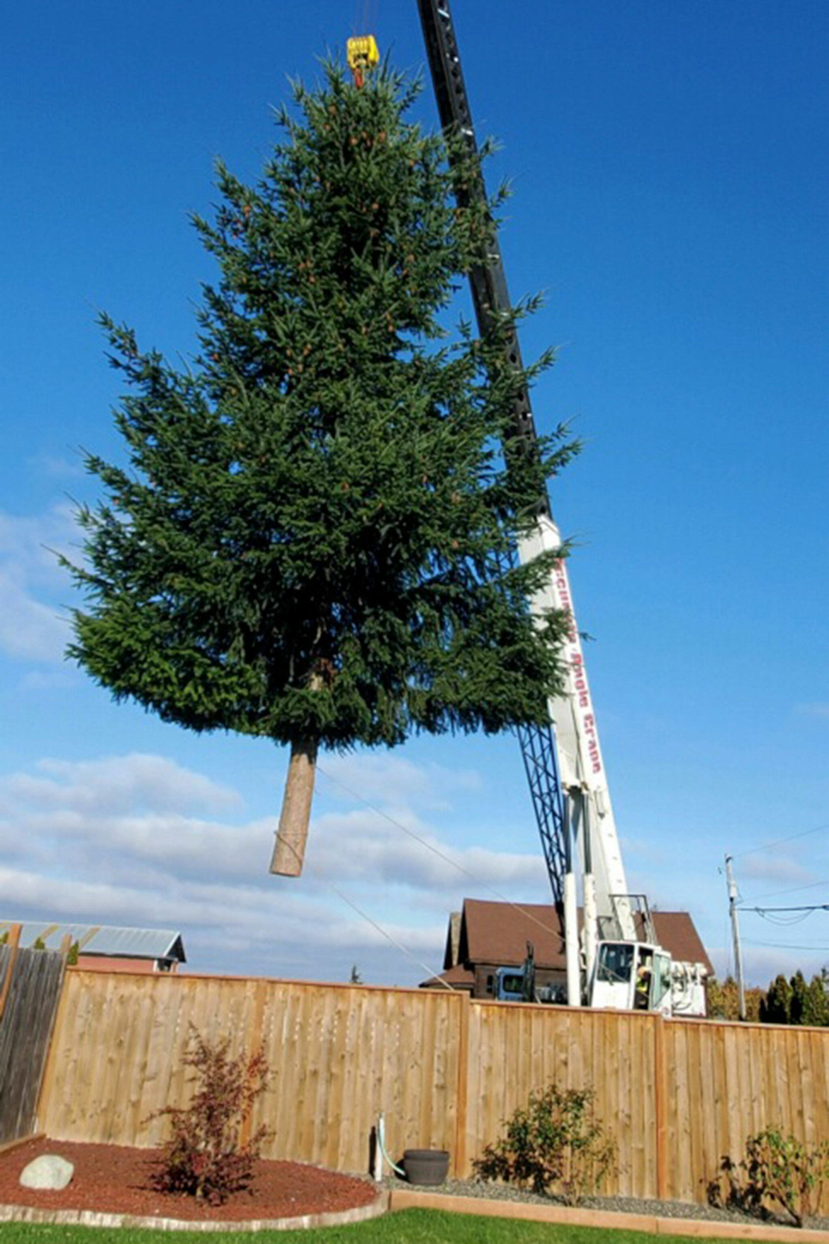 Photo courtesy of Marilyn Quinn/ Dan Goettling with Accurate Angle Crane moves a tree from a yard before placing it on a flatbed with help from a City of Sequim crew to move it to downtown Sequim on Nov. 15. The anonymous neighbor donated the tree for free saying “it’s about community.”