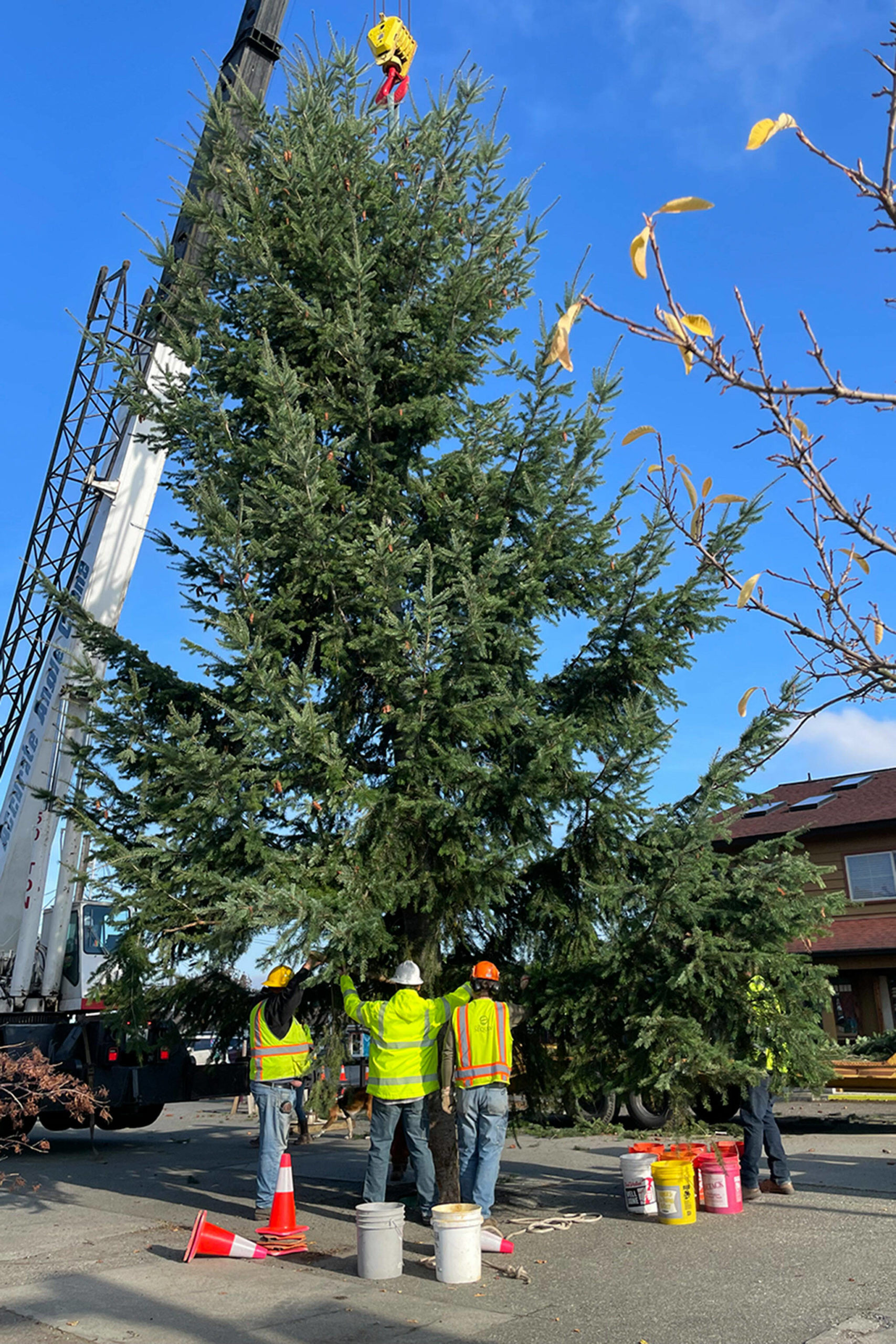 Sequim Gazette photo by Matthew Nash/ After having to raise funds to find a tree in 2021, volunteers Emily Westcott and Captain Crystal Stout said a local resident a few blocks from downtown Sequim wanted to donate his tree to continue the annual Christmas tree tradition.