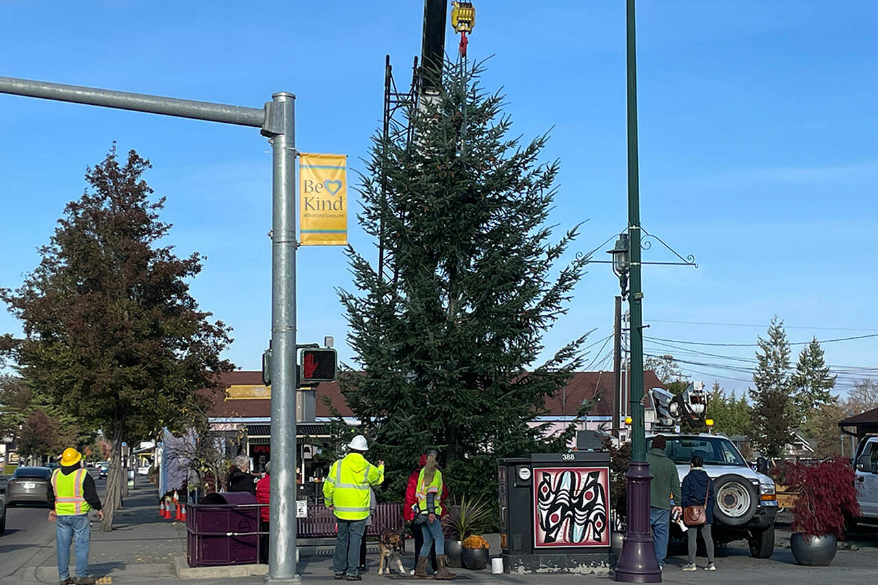 Sequim Gazette photo by Matthew Nash/ The newest downtown Sequim Christmas tree was moved from a yard a few blocks away on Nov. 15. It was decorated for the holidays by volunteers and its lights go live at 4:30 p.m. Saturday, Nov. 26.