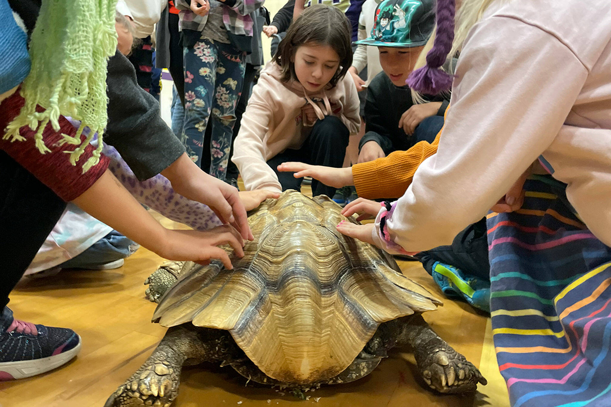 Sequim Gazette photo by Matthew Nash/ Fifth graders Harper Hilliker-McCloskey and Ivan Cortani at Olympic Peninsula Academy and Dungeness Virtual School pet a tortoise at a special assembly about reptiles.