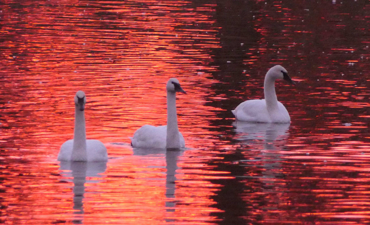 Trumpeter swans enjoy an evening on Kirner Pond. Photo by Bob Phreaner