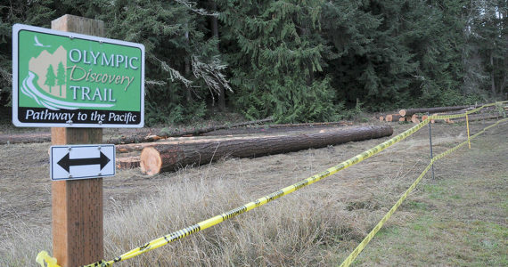 Blown-down trees that have been cut and removed from nearby forested areas of Robin Hill County Park await removal from a staging area next to the Olympic Discovery Trail within the park between Sequim and Port Angeles. (Keith Thorpe/Peninsula Daily News)