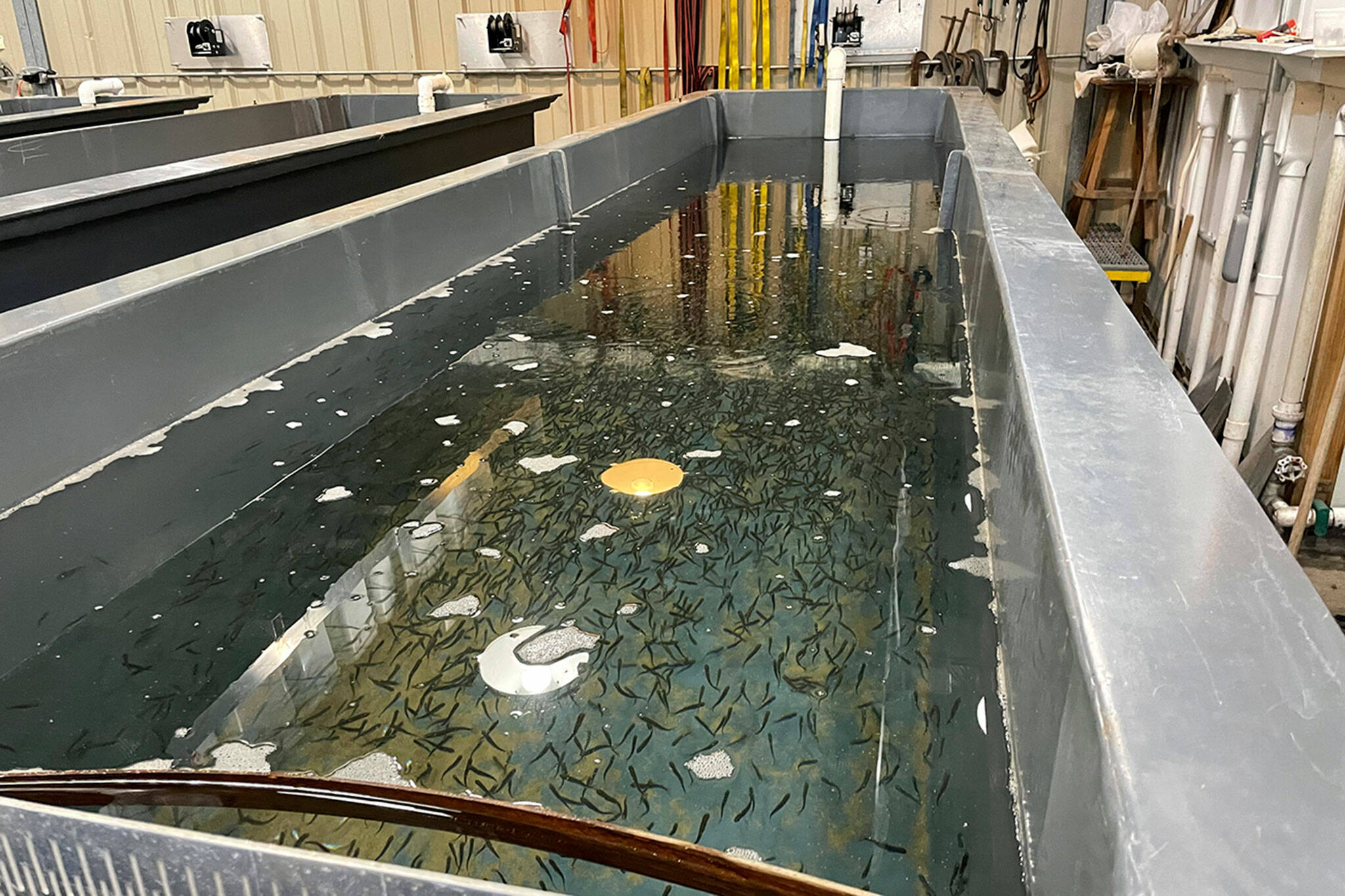 Sequim Gazette photo by Matthew Nash/ A new Hurd Creek Hatchery is being planned to begin construction in February and include a new hatchery building and many other amenities including a water reuse system and more ponds and tanks.