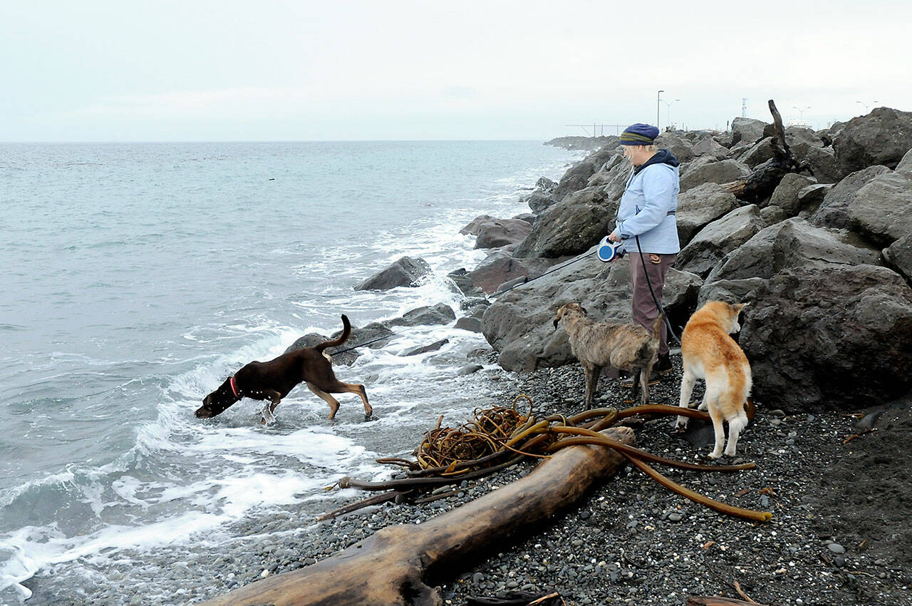 Thea Bey of Port Angeles watches as her dog, Thuja, tries to retrieve a stick from incoming waves on Ediz Hook in Port Angeles and her other dogs, Williwaw, center, and Lollie look on during Saturday’s king tide on the Strait of Juan de Fuca. The astronomical high tide in Port Angeles on Saturday was 8.98 feet, prompting coastal flood advisories for most shorelines in Northwest Washington. The highest king tide on the North Olympic Peninsula was a predicted 10.9 feet Friday and Saturday at La Push. Port Townsend’s highest tide was on Christmas Day with an estimated 9.9 feet. High tides at Dungeness were 8.8 feet throughout the holiday weekend and including today. King tides will be seen again on the Peninsula beginning Jan. 21. (Keith Thorpe/Peninsula Daily News)
Photo by Keith Thorpe/Peninsula Daily News / Thea Bey of Port Angeles watches as her dog, Thuja, tries to retrieve a stick from incoming waves on Ediz Hook in Port Angeles and her other dogs, Williwaw, center, and Lollie look on during a king tide on the Strait of Juan de Fuca on Dec. 24. The astronomical high tide in Port Angeles was 8.98 feet, prompting coastal flood advisories for most shorelines in Northwest Washington. The highest king tide on the North Olympic Peninsula was a predicted 10.9 feet Friday and Saturday at La Push. High tides at Dungeness were 8.8 feet throughout the holiday weekend. King tides will be seen again on the Olympic Peninsula beginning Jan. 21.