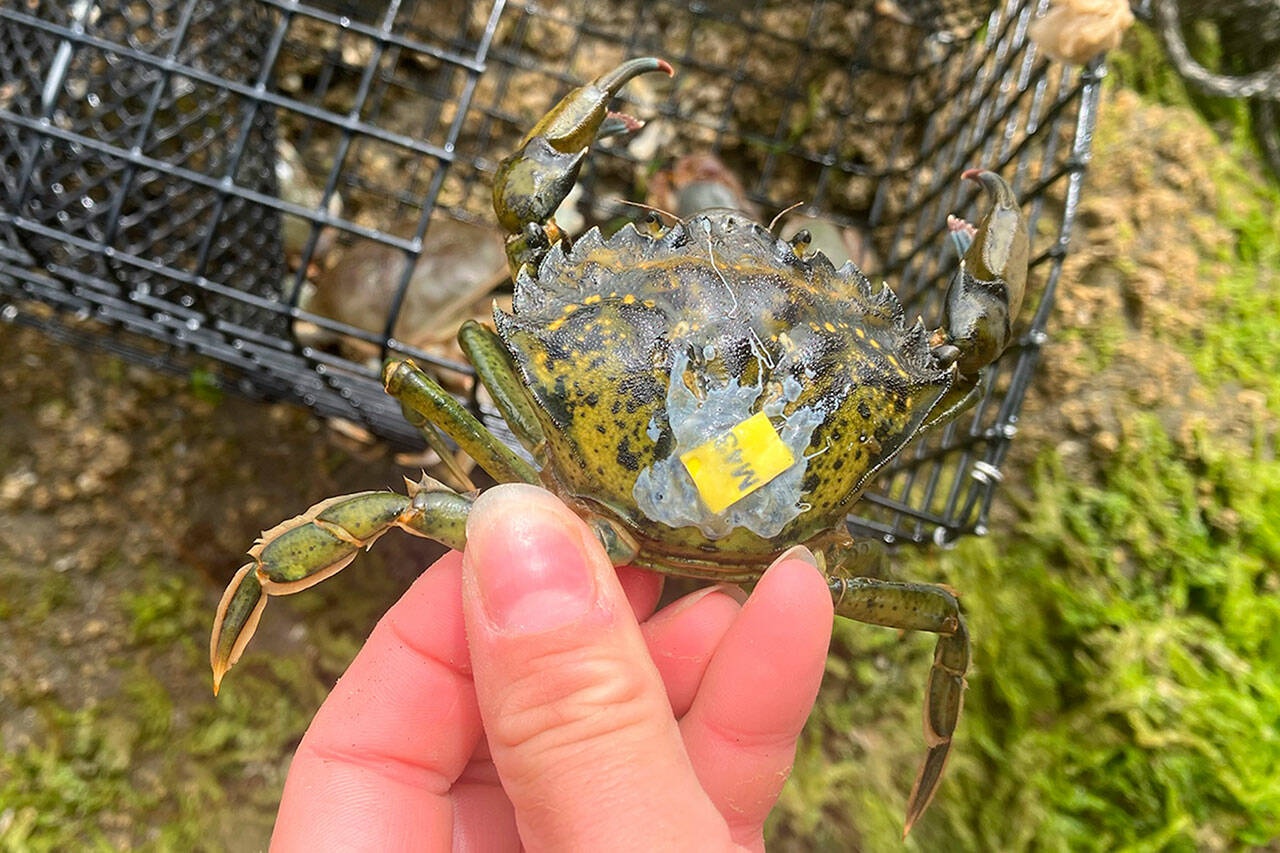 Photo courtesy Makah Tribe/ Resource managers in Neah Bay marked 500 European green crabs in 2022 and found three moved more than a mile to adjacent rivers where they were recaptured. Marine ecologist Adrianne Akmajian for Makah Fisheries Management said it’s worthwhile to continue researching crabs’ movement behavior as even more invasive crabs could be moving into new, unknown habitats.