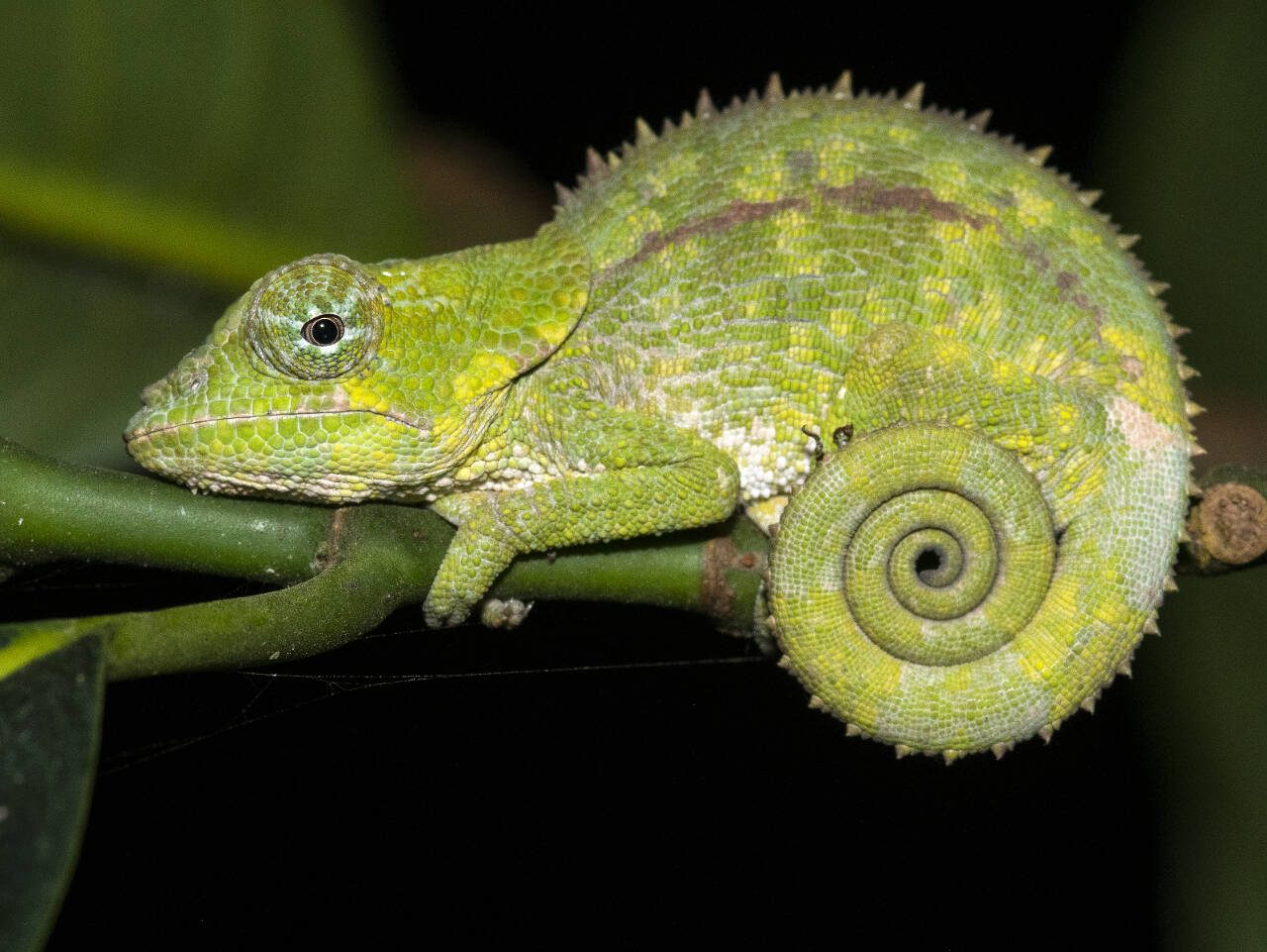 Photo by Ken and Mary Campbell
Warty chameleon is pictured near the Vakona Lodge in Madagascar. Ken and Mary Campbell offer “Madagascar: Island of Lemurs and Other Extraordinary Creatures” at the Feb. 23 Traveler’s Journal presentation in Sequim.