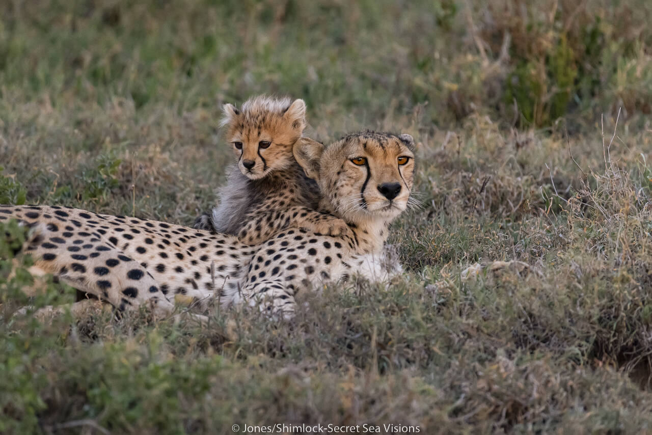 Photo by Burt Jones and Maurine Shimlock
A mother and cub cheetah are pictured in Tanzania. Award-winning photojournalists Burt Jones and Maurine Shimlock will present “On the way to the Pandemic: Africa/South Pacific and Pac-NW” on March 9.