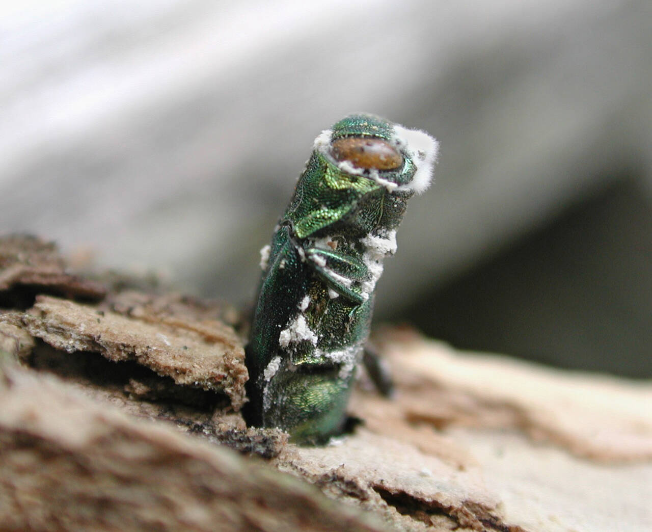 Photo by Houping Liu, USDA
Emerging from the trunk of an ash tree, an emerald ash borer is infected with Beauveria bassiana, an insect-pathogenic fungus that may prove to be a valuable biocontrol for this pest.