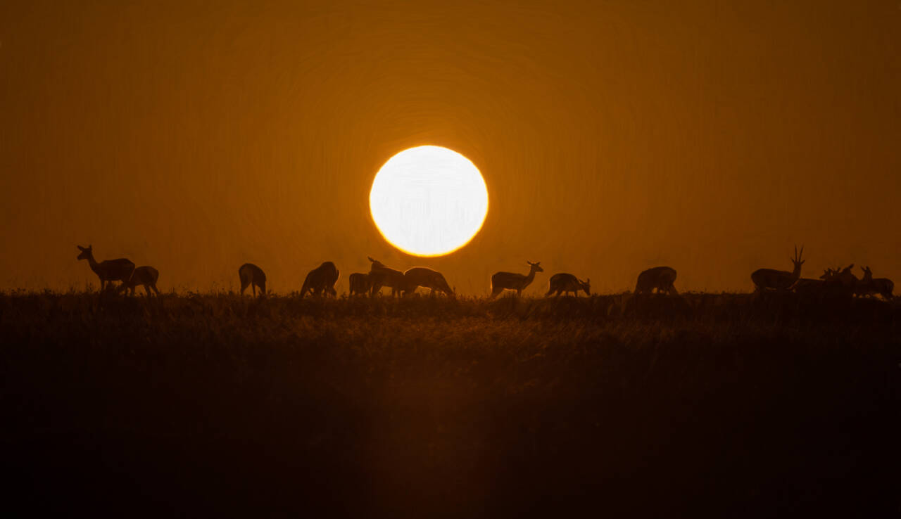 Photo by Suzanna Anya / It’s a breathtaking morning view in Kenya for Suzanna Anya.