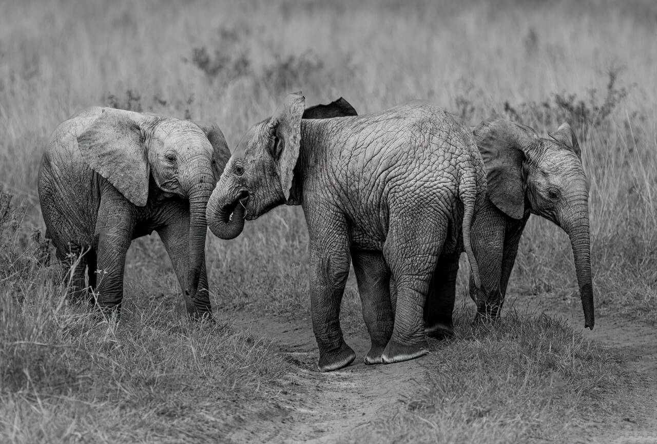 Photo by Suzanna Anya / A family of elephants.